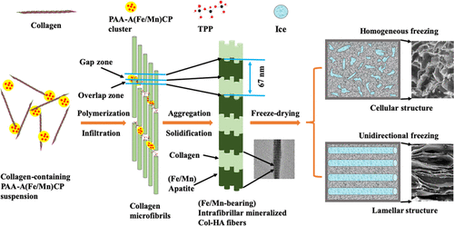 images_medium_am0c00275_0006